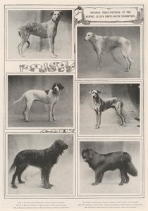 Významní vítězové na čtyřicáté šesté výstavě Kennel Clubs