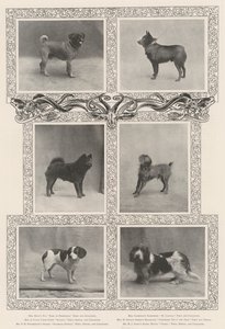 Významní vítězové na čtyřicáté šesté výstavě Kennel Clubs