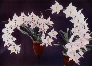 Odontoglossum Crispum (barevné foto) od English Photographer