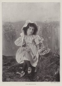 Prvosenky od English Photographer