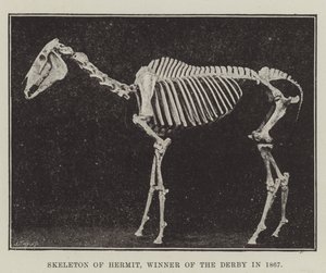 Skeleton of Hermit, vítěz Derby v roce 1867 od English Photographer