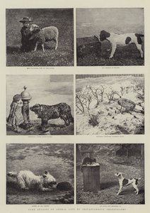 Některé studie života zvířat pomocí okamžité fotografie