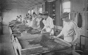 Jižní Afrika: Searching Tables, De Beers Diamond Mines, Kimberley (č/b foto) od English Photographer