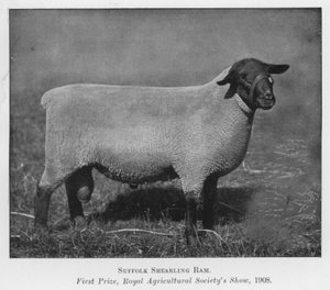 Suffolk Shearling Ram, první cena, Royal Agricultural Society