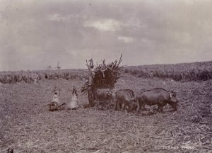Cukrová plantáž, Barbados, 1880 od English Photographer