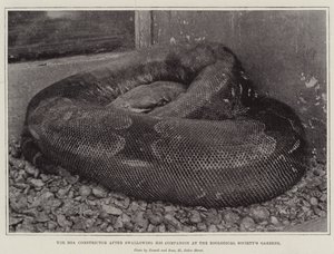 Boa Constrictor poté, co spolkl svého společníka v zahradách zoologických společností od English Photographer