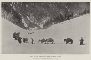 Buffové překračující Lowari Pass od English Photographer