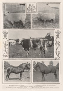 The Cattle Show v Cardiffu, vítěz královské ceny a další od English Photographer