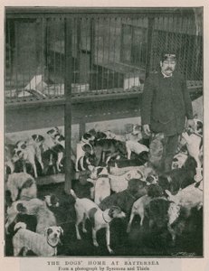 The Dogs Home at Battersea od English Photographer