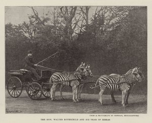 Ctihodný Walter Rothschild a jeho tým zeber od English Photographer