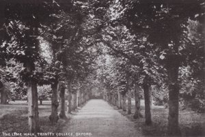 The Lime Walk, Trinity College, Oxford od English Photographer