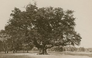 Major Oak, Sherwoodský les od English Photographer