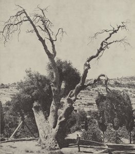 Dub Mamre; Abrahams Oak, kde Abraham postavil svůj stan a postavil oltář od English Photographer