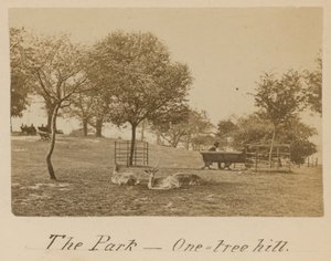 The Park - One Tree Hill, Greenwich od English Photographer