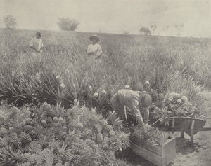 Pine Apple od English Photographer