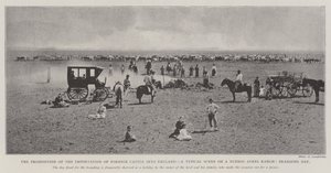 Zákaz dovozu zahraničního skotu do Anglie, typická scéna na ranči Buenos Ayres, den značky od English Photographer