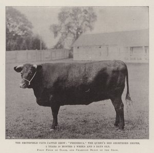 The Smithfield Club Cattle Show, Frederica, the Queens Red Shorthorn Heifer, 2 roky 10 měsíců 2 týdny a 3 dny starý