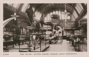 Victoria und Albert Museum, South Kensington, Londýn, rybí galerie od English Photographer