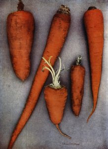 Druhy mrkve (barevné foto) od English Photographer