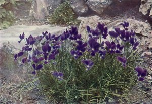 Viola Gracilis (barevné foto) od English Photographer