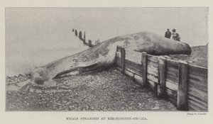 Velryba uvízla v Birchington-on-Sea od English Photographer