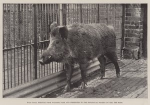Divoké prase, odstraněné z Windsorského parku a předloženo Zoologické společnosti HM králem od English Photographer