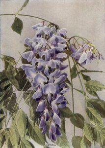 Wistaria Chinensis (barevné foto) od English Photographer