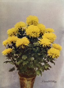 Žlutá Caprice du Printemps od English Photographer