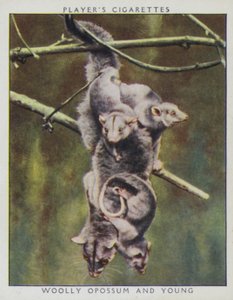 Mláďata v zoo: Vačice vlněná a mláďata (foto) od English Photographer