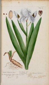 (Zahrada) Flower-de-Luce. Kosatec, z 