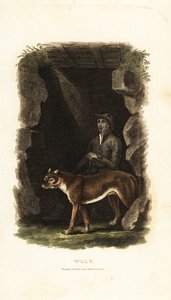 Anglický gentleman z 18. století a jeho ochočený vlk Canis lupus ve vchodu do jeskyně od English School