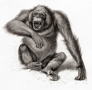 Orangutan bornejský, Pongo pygmaeus, psaný také orangutan, orangutang nebo orangutang. Z Meyersova lexikonu, vydaného v roce 1924 (tisk). od English School