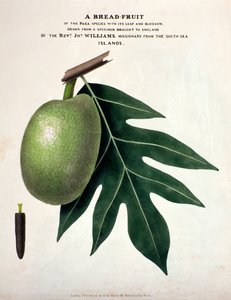 Chléb-ovoce, asi 1825 (ručně kolorovaná litografie) od English School