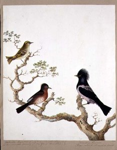 Střízlík zlatý, pěnice Dartford a drozd nebo Ouzel, 1824 (wc na papíře) od English School