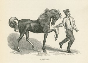 Májový pták (rytina) od English School