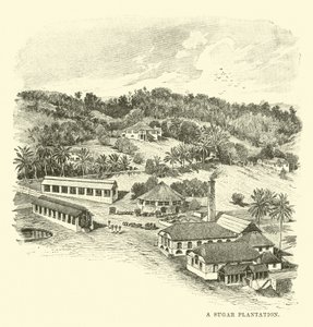 Cukrová plantáž od English School