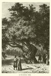 Sycamore Tree (rytina) od English School