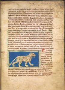 Tygr, ze Sloane 3544, f.2 (pergamen) od English School