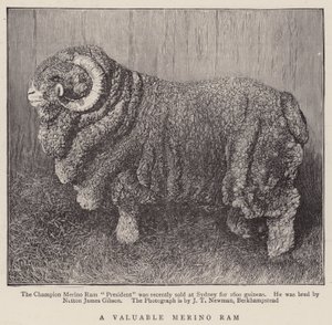 Cenný Merino Ram (rytina) od English School