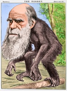"Ctihodný Orang-outang", karikatura Charlese Darwina jako opice od English School