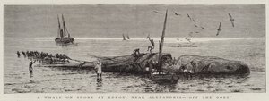 Velryba na pobřeží v Edkou, poblíž Alexandrie, „Off She goes“ (rytina) od English School