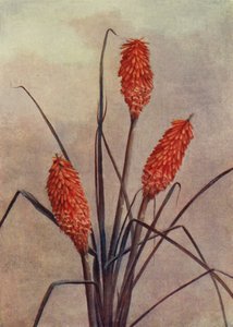 Nádherná pochodeň, Kniphofia Corallina Superba (barevná litografie) od English School