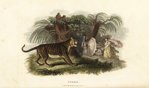 Tygr, Panthera tigris, vystrašený Angličankou mávající deštníkem od English School