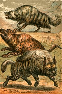 Vlk aardský, hyena skvrnitá a hyena pruhovaná od English School