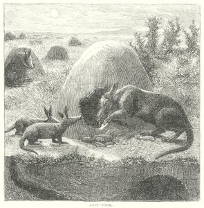 Aardvark (rytina) od English School