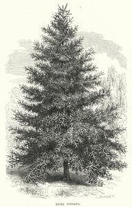 Abies Pinsapo (rytina) od English School