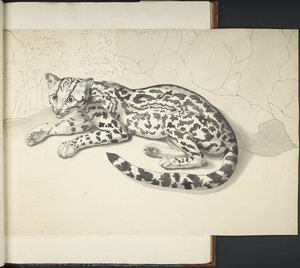 Přidejte MS 11807 f.9 Tyger Cat, z „Kresby různých zvířat a ptáků, ve velkém měřítku, inkoustem a tužkou“ (indický inkoust na papíře) od English School