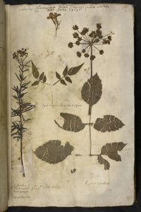 Přidat MS 78334 f.3r Sušený vzorek rostliny s vysvětlením, z 