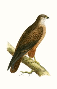 Káně africký, ilustrace z „Historie ptáků Evropy, která nebyla pozorována na Britských ostrovech“ od Charlese Roberta Bree (1811-86), vydáno 1867