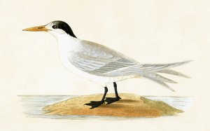 Allied Tern, ilustrace z „Historie ptáků Evropy nepozorovaných na Britských ostrovech“ od Charlese Roberta Bree (1811-86), vydáno 1867